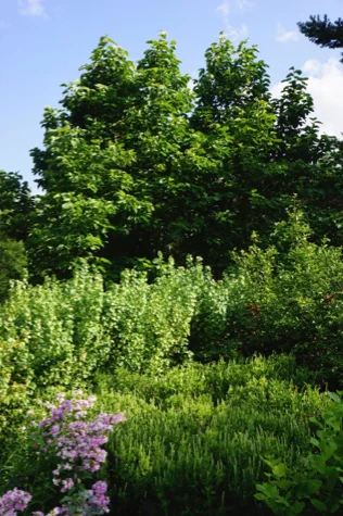 July and August Wisdom from the Trees 2014