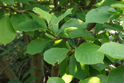 Cucumbertree Magnolia