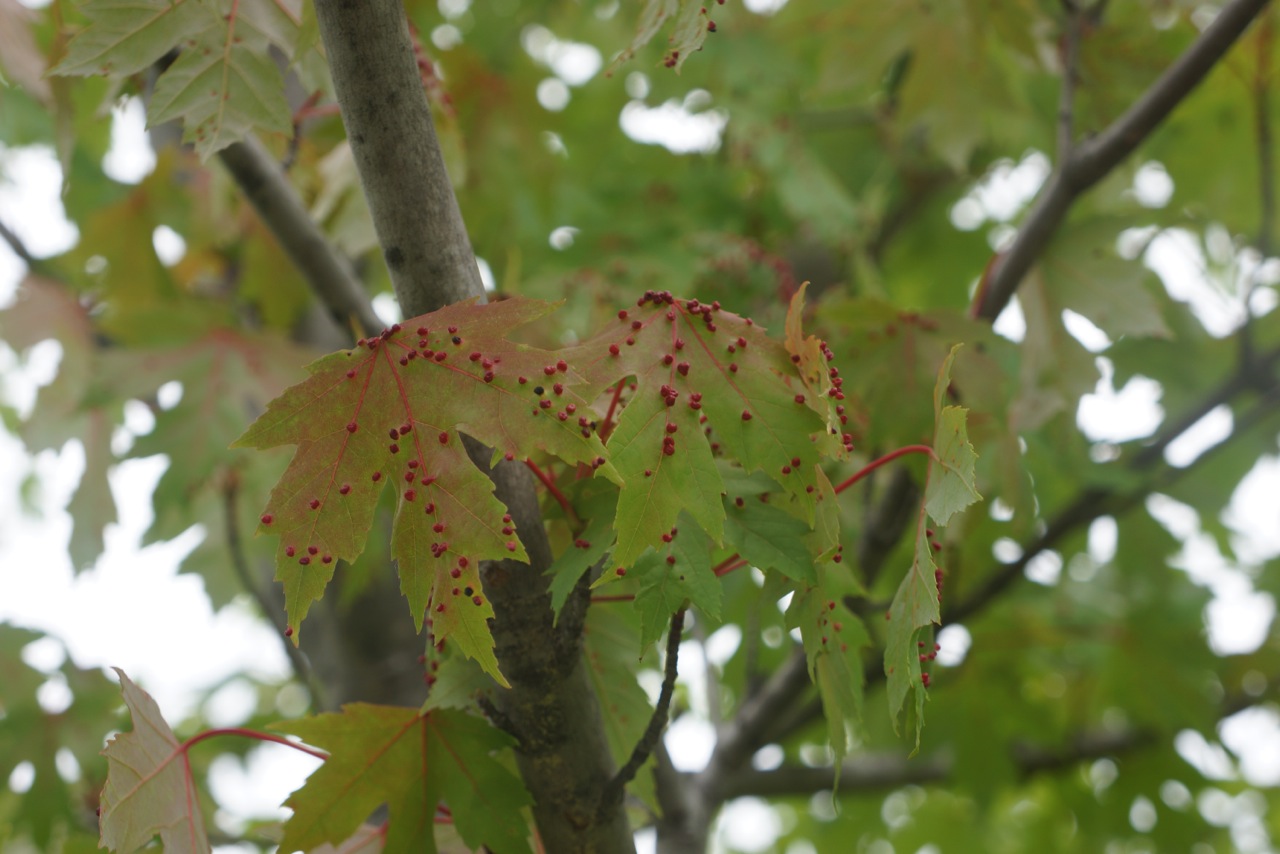 Maple Leaf Nipple Gall