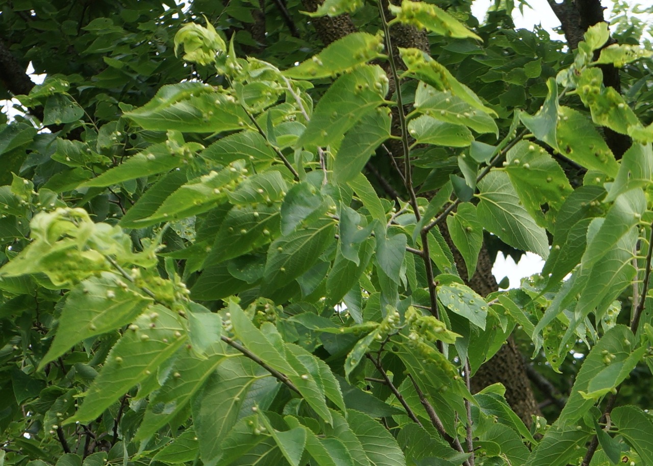 Hackberry Nipple Gall - you almost never see Hackberry trees without these