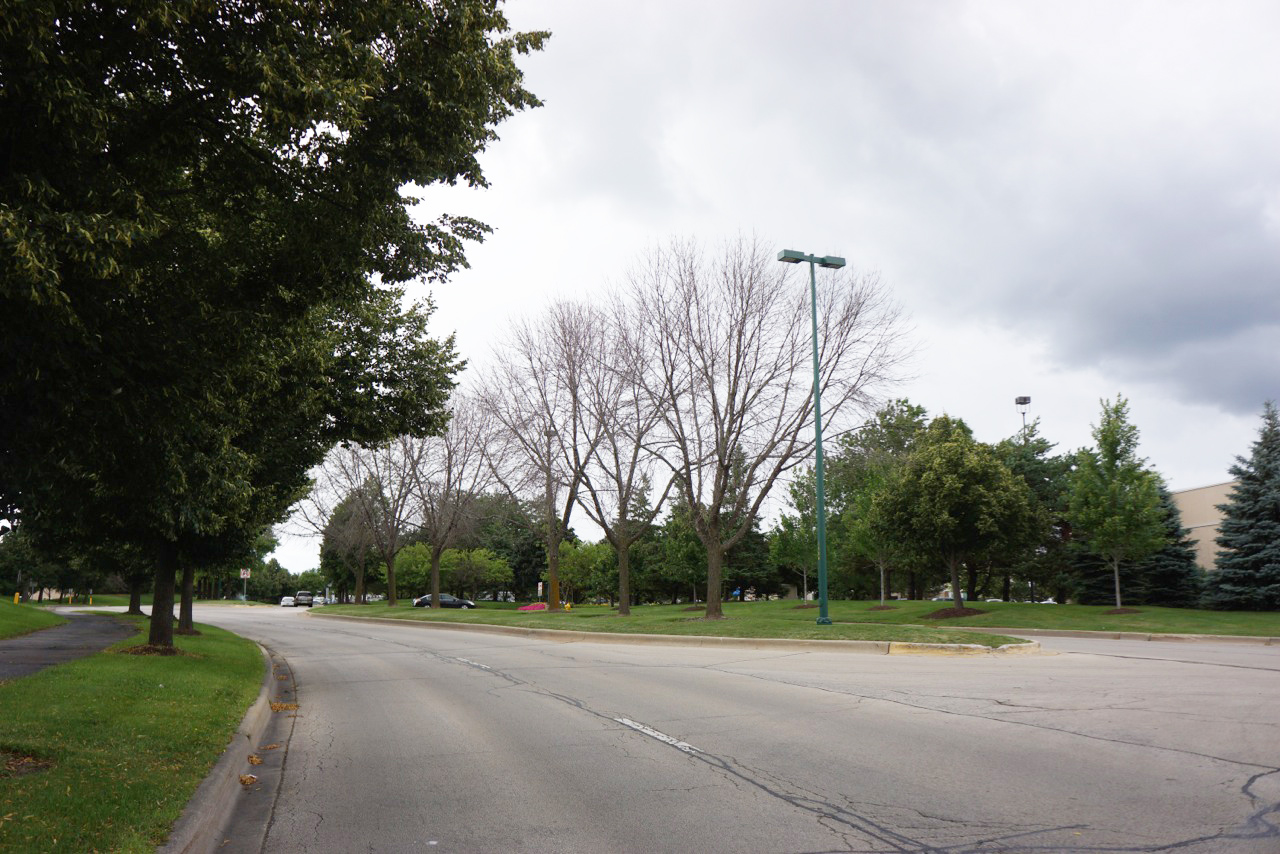 Dead Ash trees along a boulevard in Vernon Hills