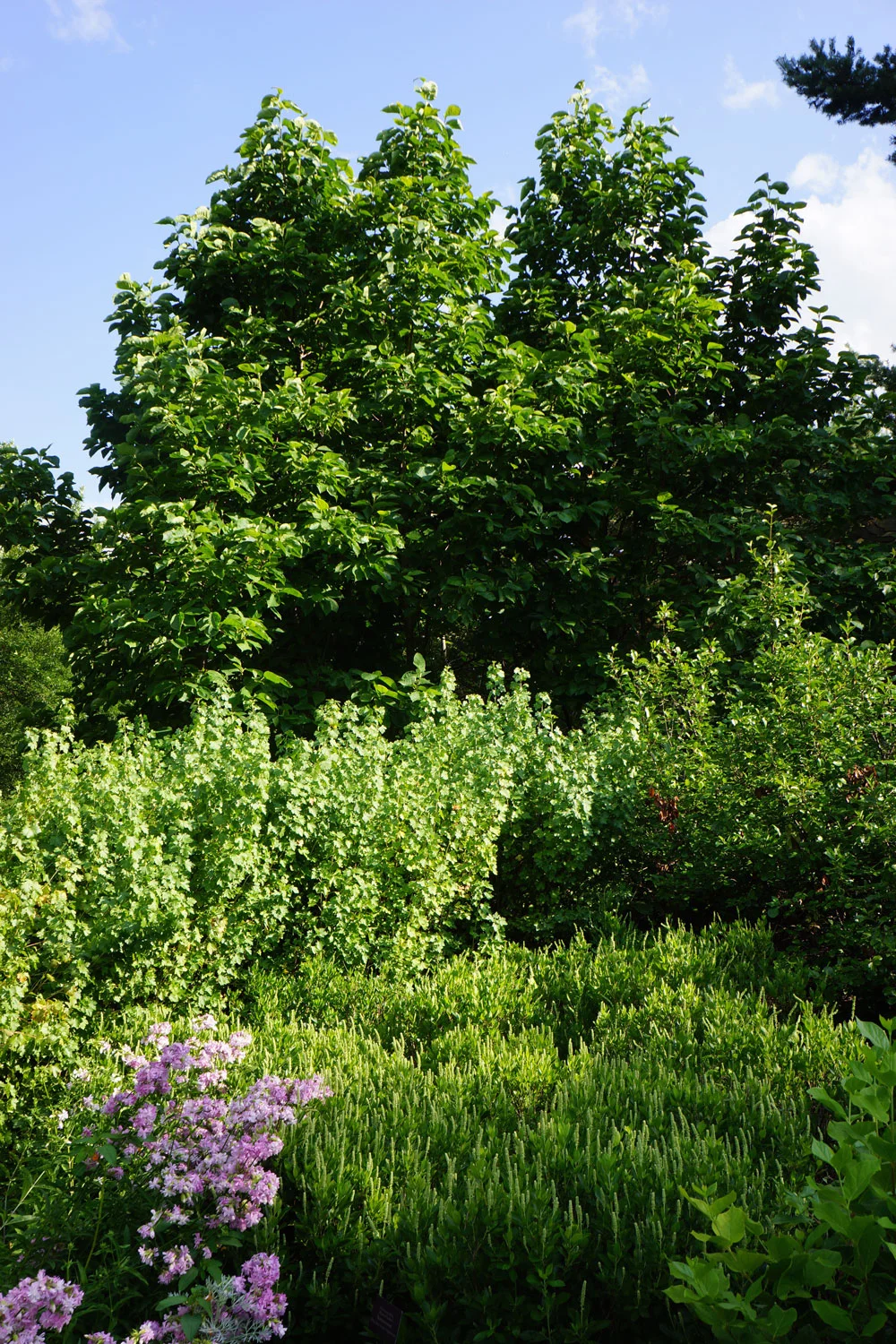 Cucumbertree Magnolia at the Chicago Botanic Gardens