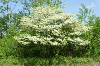 June Wisdom from the Trees 2014