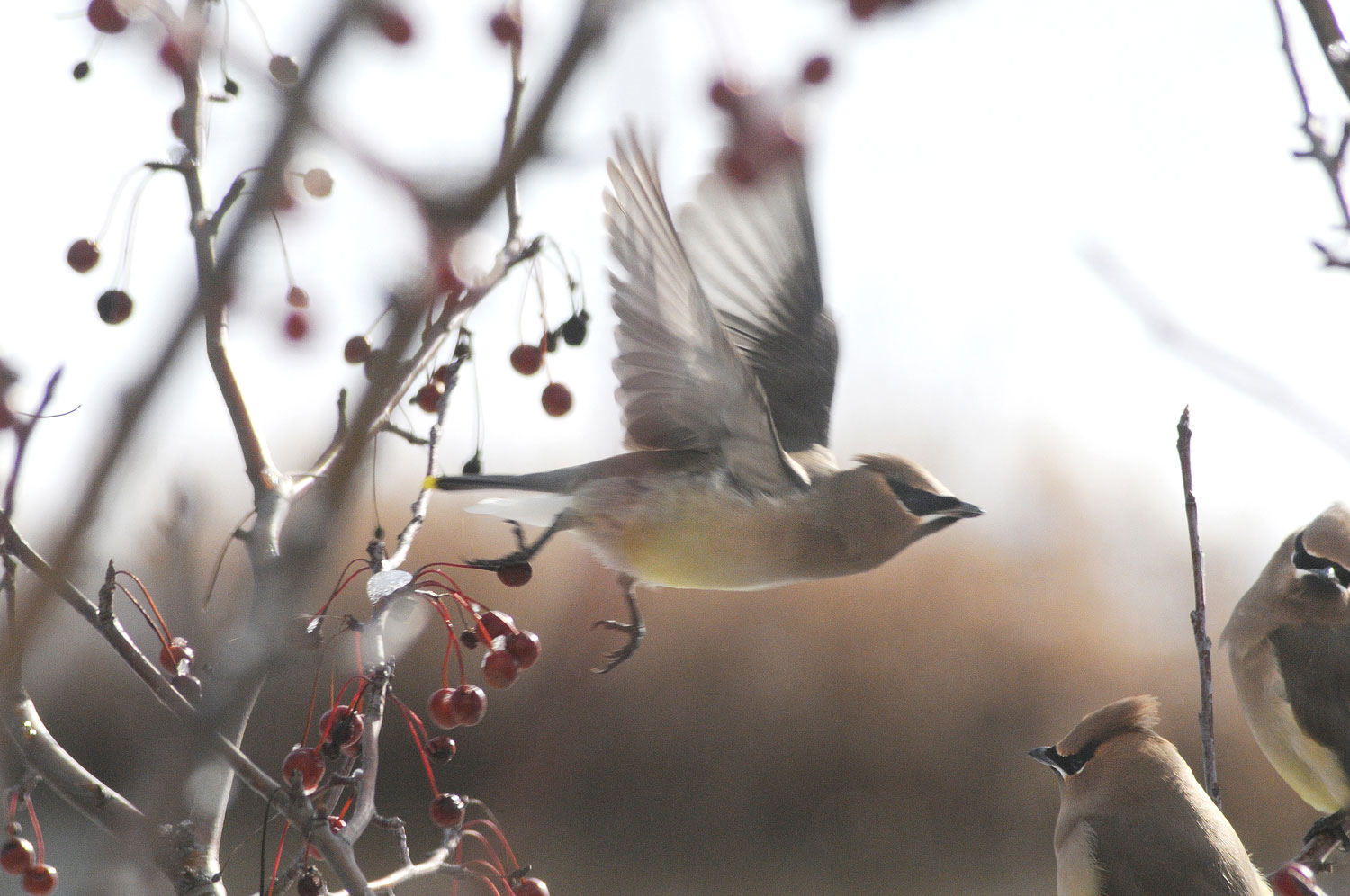 Photo by Susie Lipps