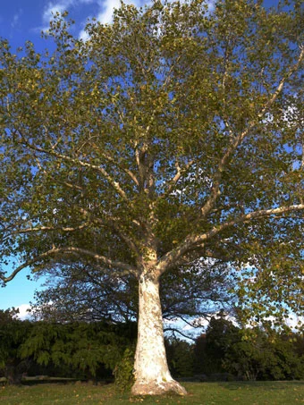 May Wisdom from the Trees 2014