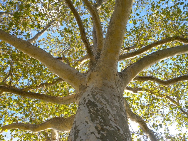 Sycamore Tree. photo © 2012 Lesley Bruce Smith