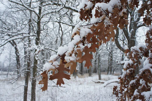 RedOak-tree-of-the-month4008.jpg