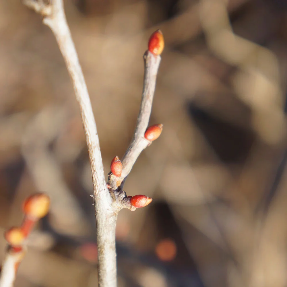 Can You Tell if a Tree is Alive in the Dead of Winter?