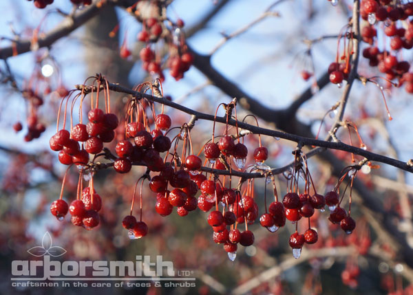 Crabtree glistening in the winter ice and snow, great food for birds.