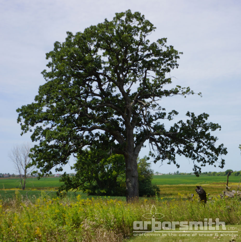 Burr Oak tree, king of the prairie, summer
