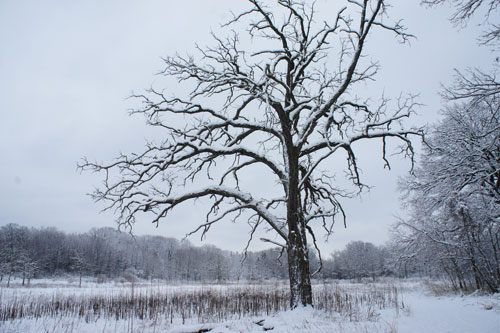 Burr Oak tree, king of the prairie, winter