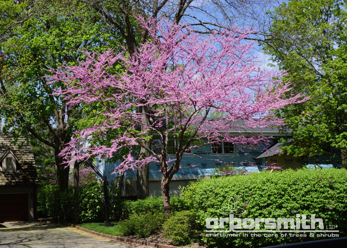 Redbud, Cercis canadensis in full spring flower