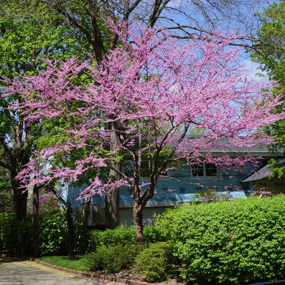 Traveling South with the Arborsmiths, Part 2