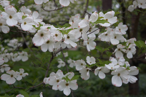 Flowering Dogwood, Cornus florida