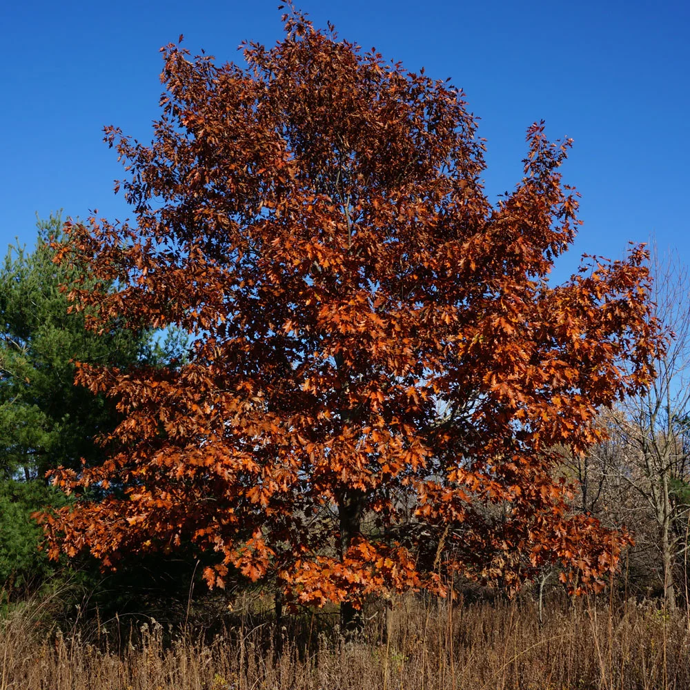 January Wisdom from the Trees • Tree of the Month