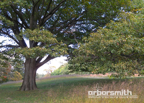Magnificent White Oak