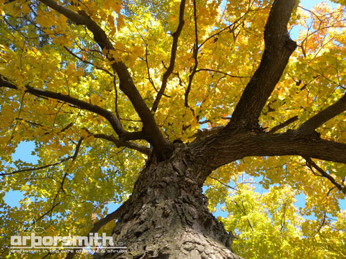 Sugar Maple, Ryerson Woods