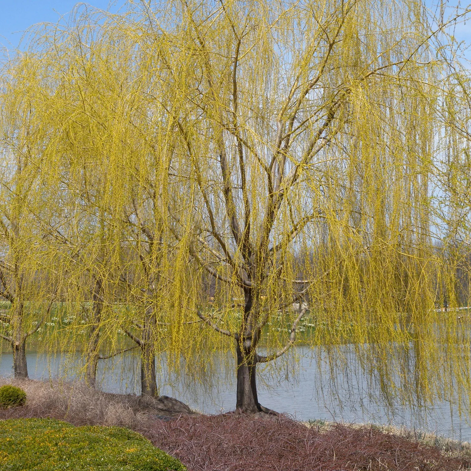 Tree of the Month • Weeping Willow, Salix babylonica