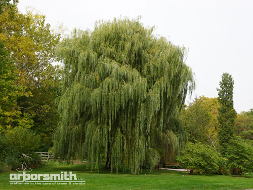 Spring Willow by Lesley Bruce Smith