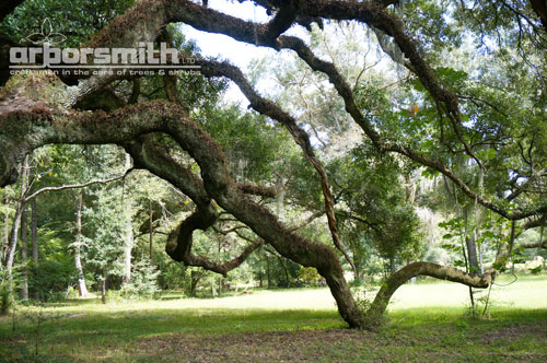 Magnificent Live Oak, 125’ diameter by Lesley Bruce Smith