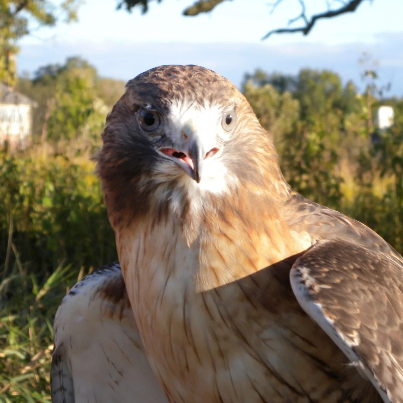 Landscaping for Wildlife