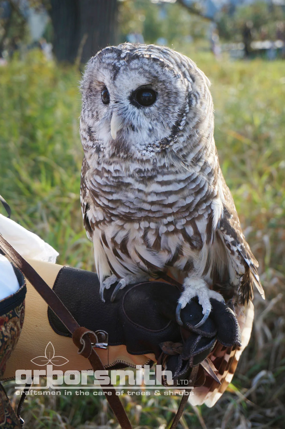 Barred Owl