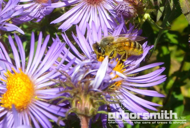 Honeybee on Aster