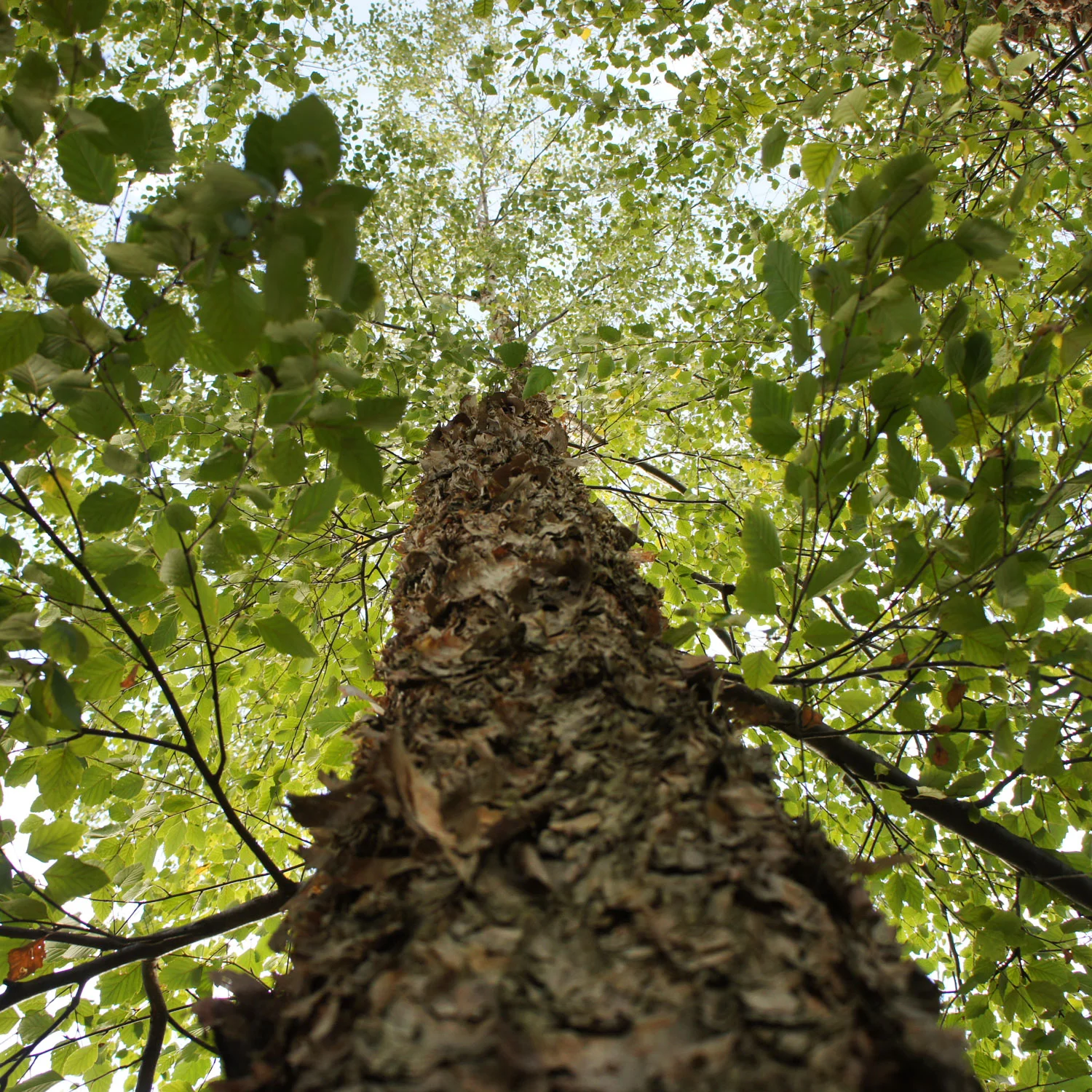The Remarkable Lifting Power of Trees