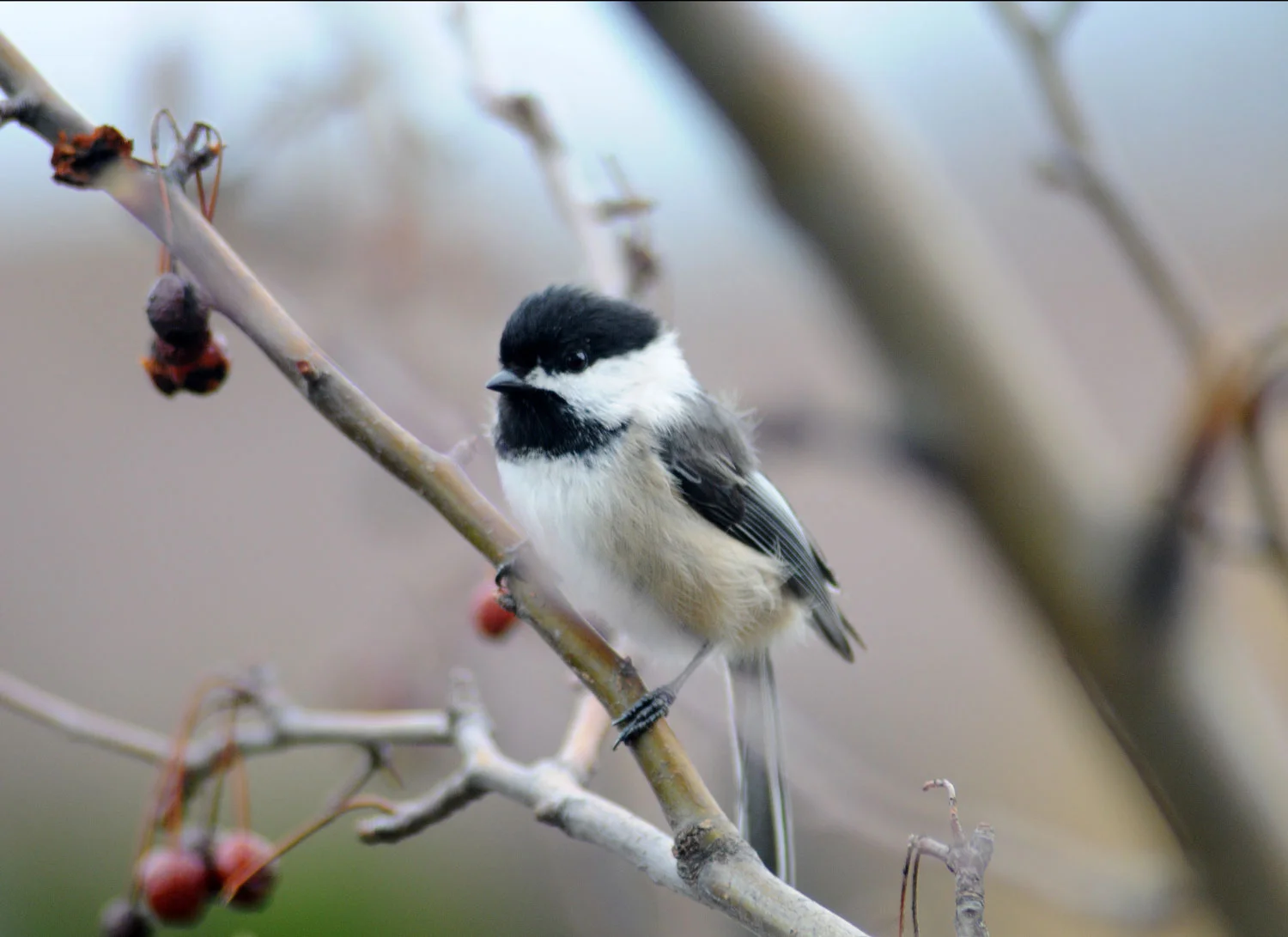 Chickadee