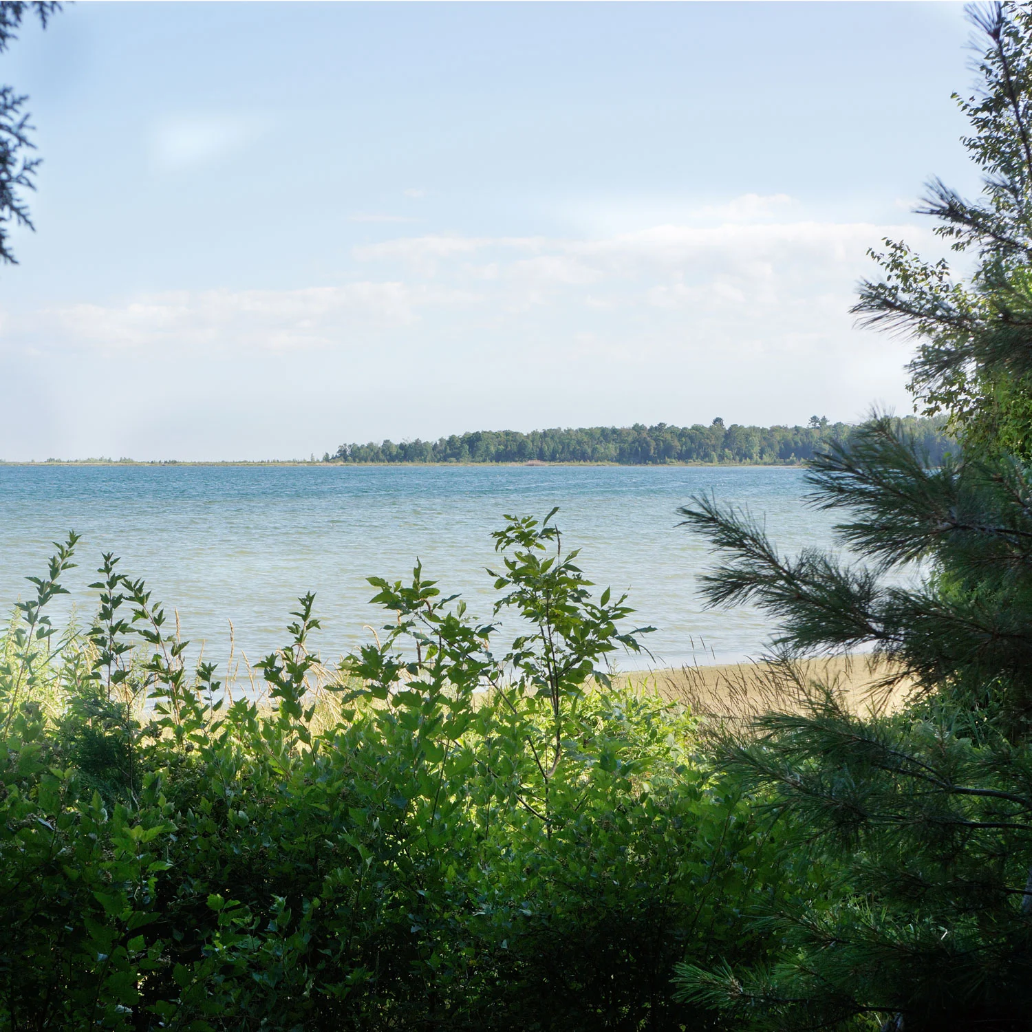 Trees That We Remember