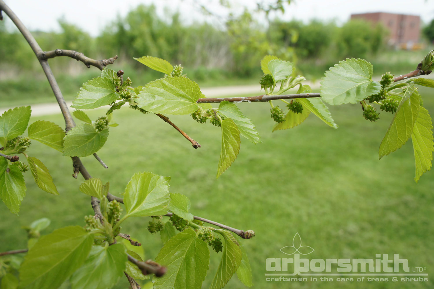 Photo by Lesley Bruce Smith: Mulberry tree branch in spring