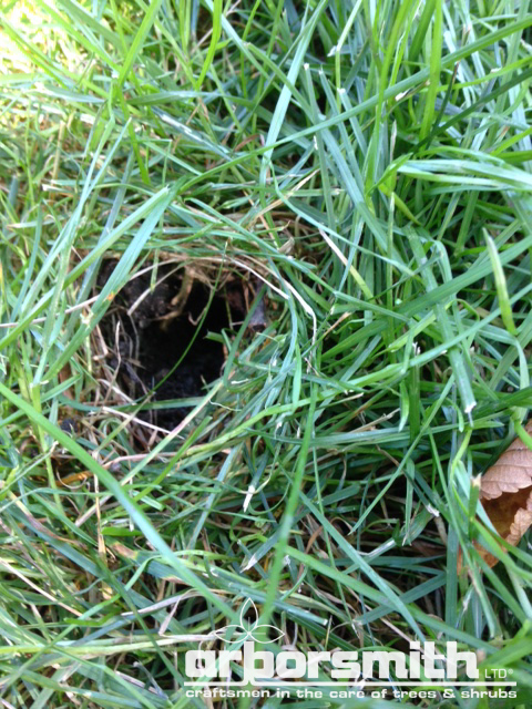 Mystery lawn holes revealed as skunk damage