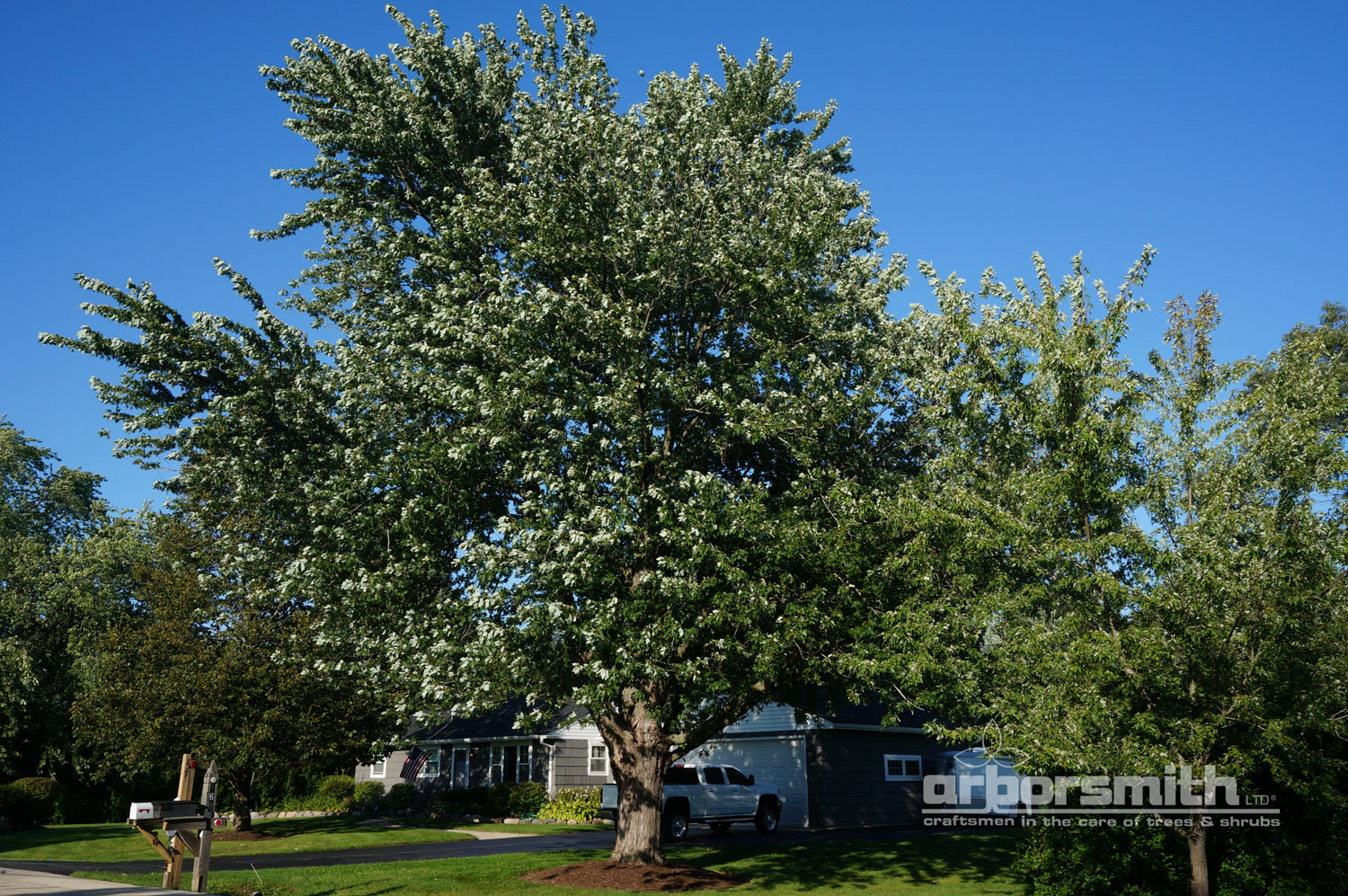Silver Maple on a windy day