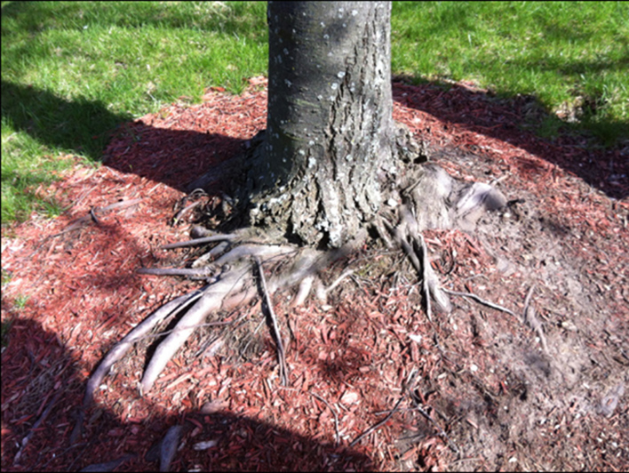 Girdling Root on a Red Maple