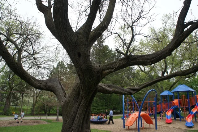 The Climbing Tree