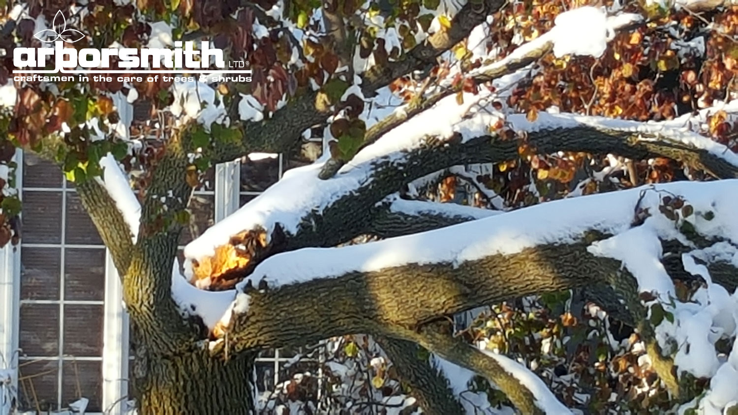 Bradford Pears took a big hit in the November storm because of their poor structure and the fact that many of them still had their leaves on. This one is a total goner.