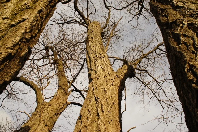 Tree of the Month • Black Locust