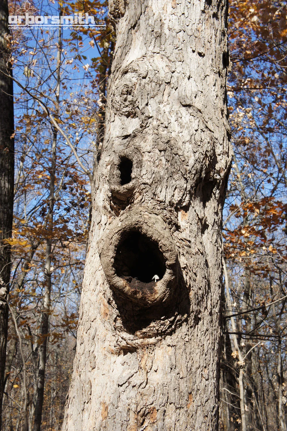 Interview with a Sugar Maple