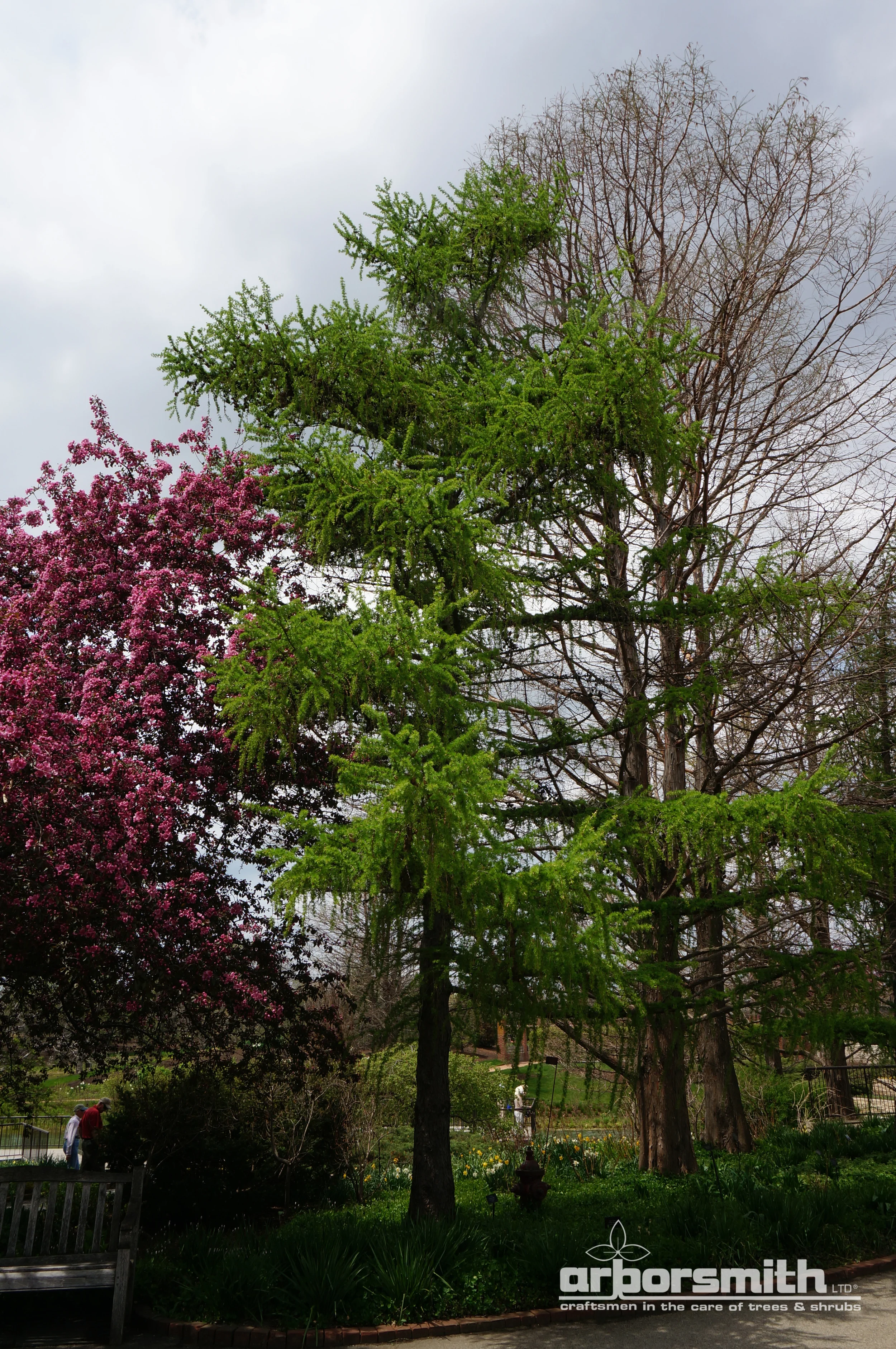 Larch in the later spring