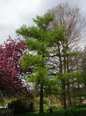 Tree of the Month - Larch or Tamarack