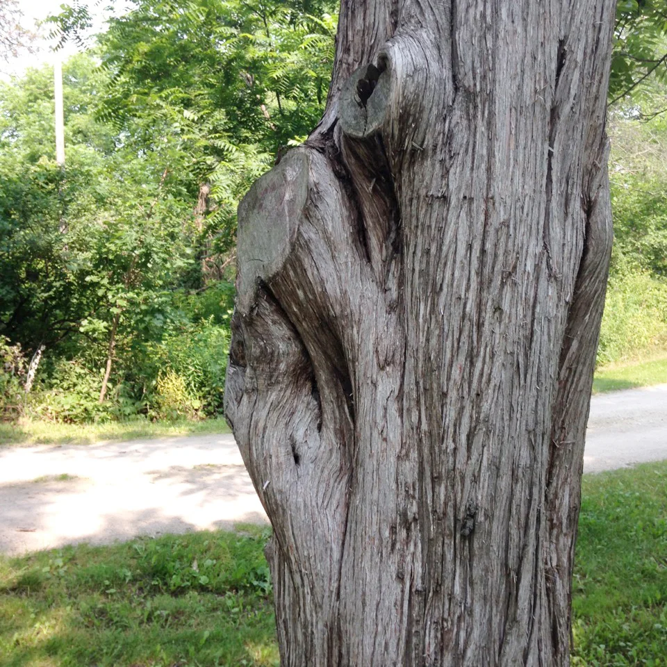 Interview with a tree