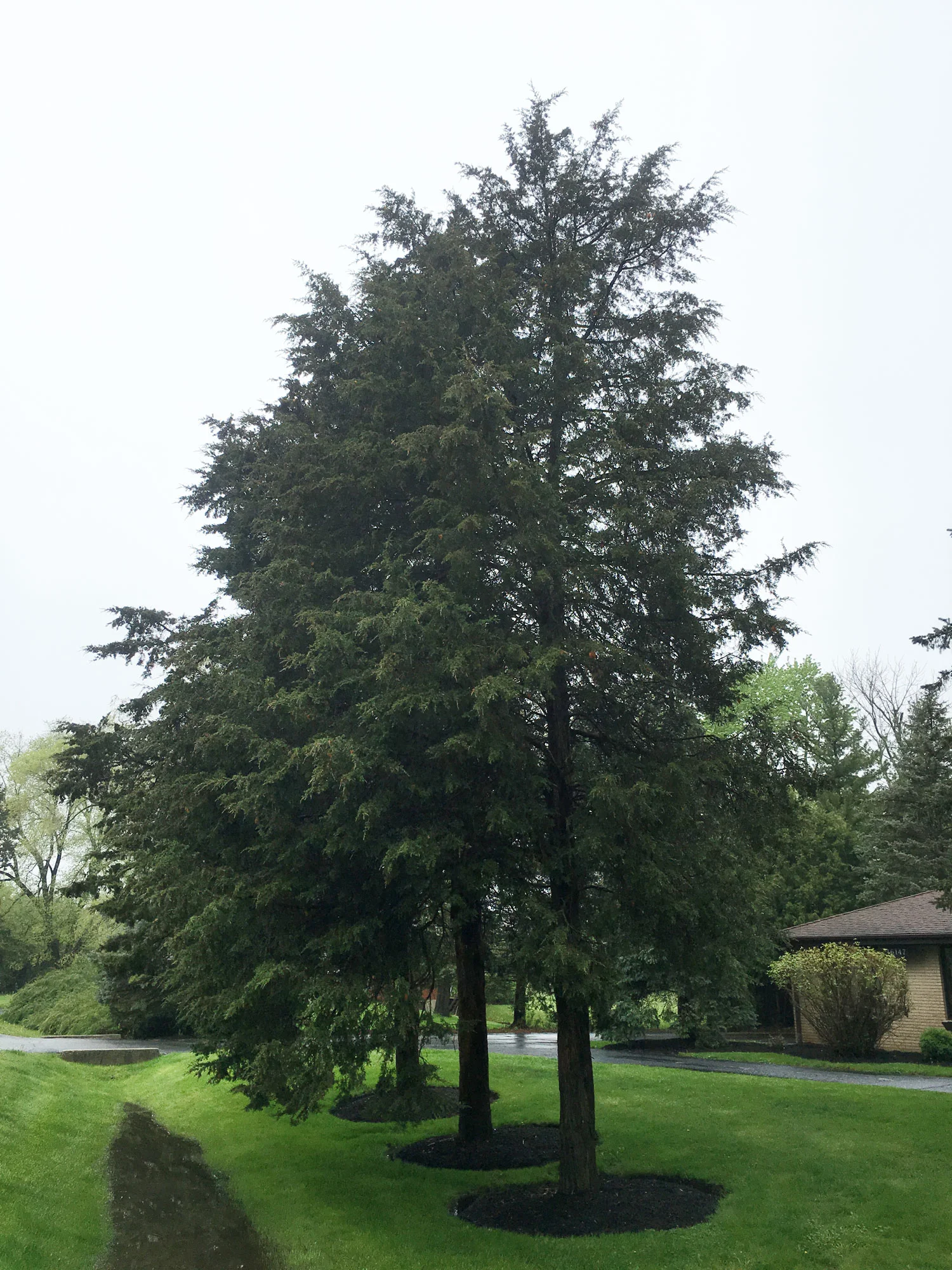 Tree of the Month • May 2016