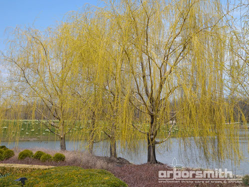 Weeping White Willow