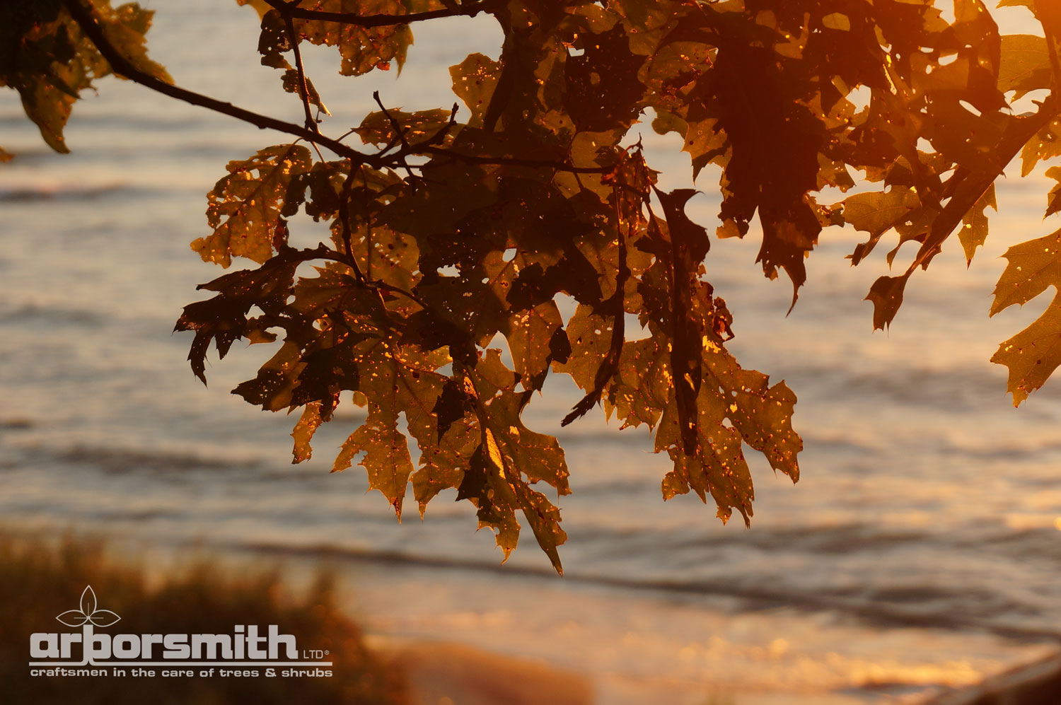 Tattered Red Oak leaves photographed at sunset. by Lesley Bruce Smith