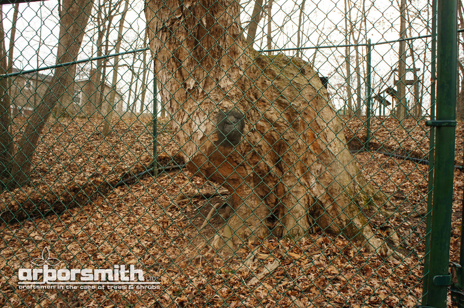 Indian Trail Marker Tree, a Sugar Maple (Acer saccharum), as old as our nation, protected by a cyclone fence, Deerfield, IL