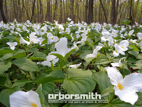 Trillium in Daniel Wright Woods, Mettawa, IL; photos by: Lesley Bruce Smith