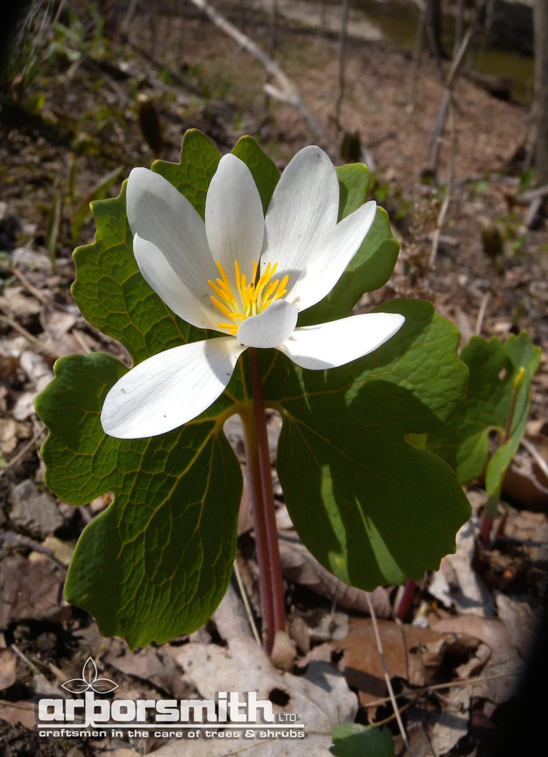Native Bloodroot
