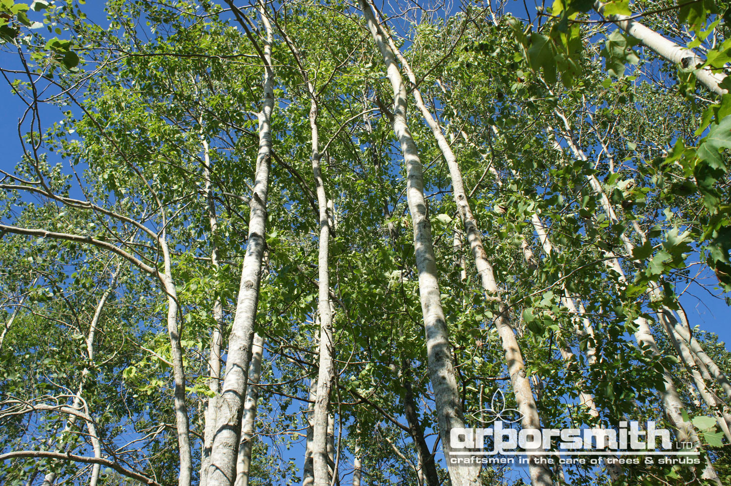 Aspen Grove, hanging out and absorbing pollution. Photo by Lesley Bruce Smith