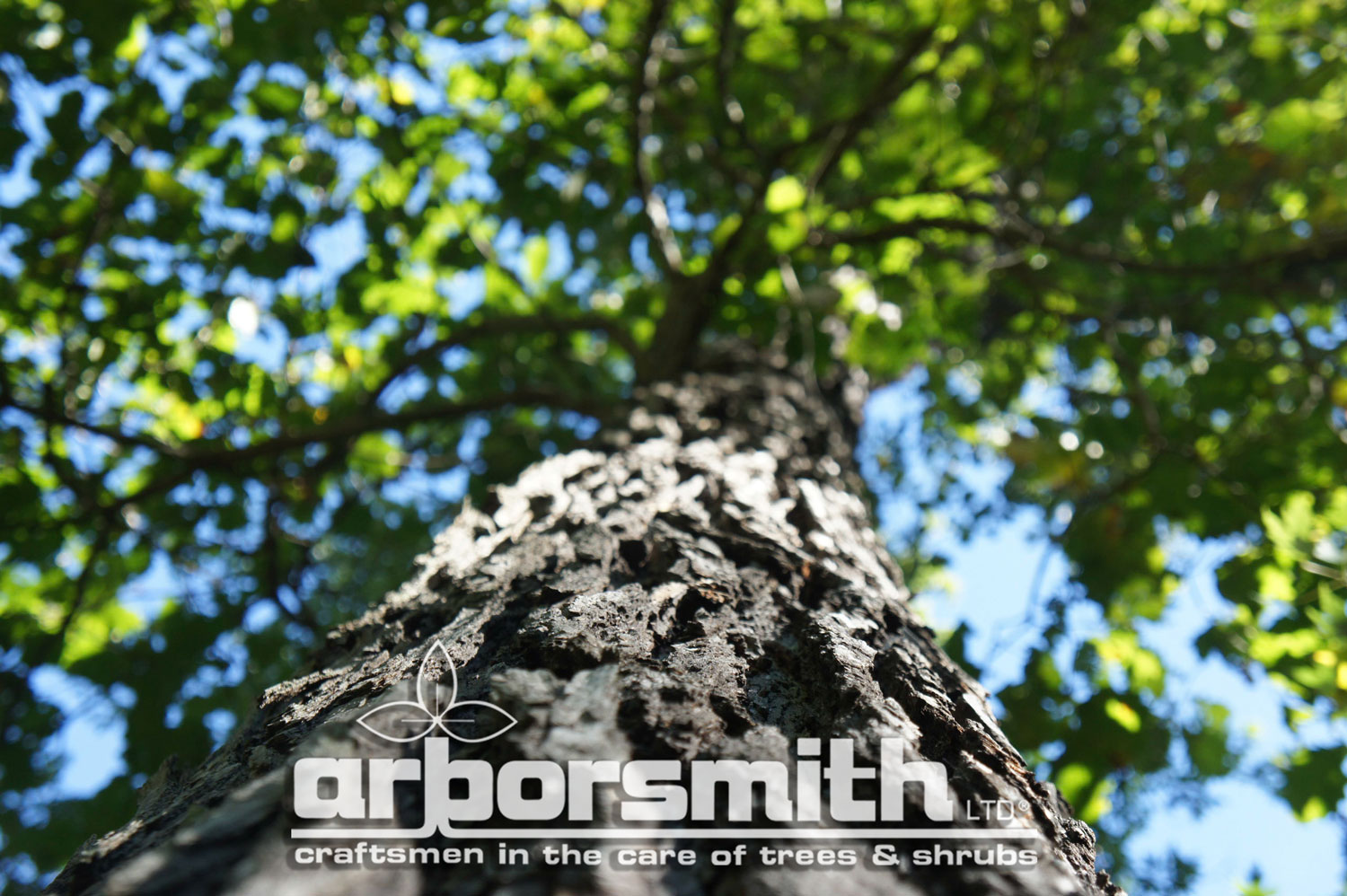 Distinctive Burr Oak Bark