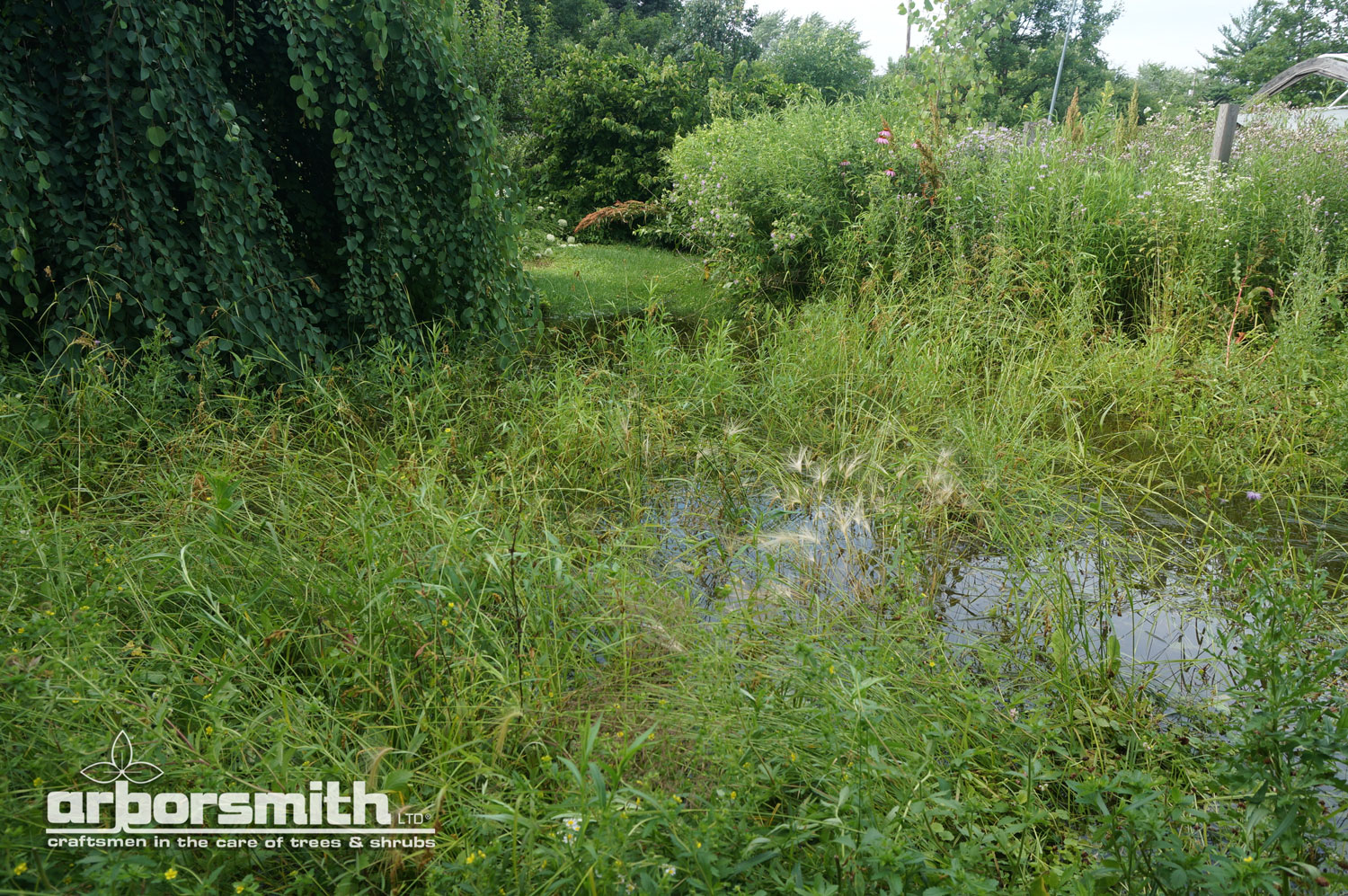 A prolific Lake County garden with massive growth this spring and a water garden all filled up and over flowing with all the heavy spring rains. Photos by Lesley Bruce Smith